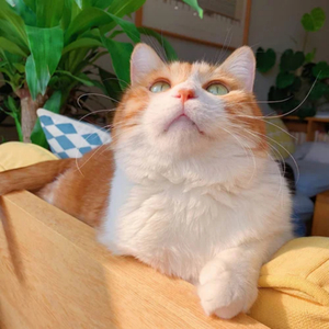 女警被灌满精子后糟蹋视频网站
